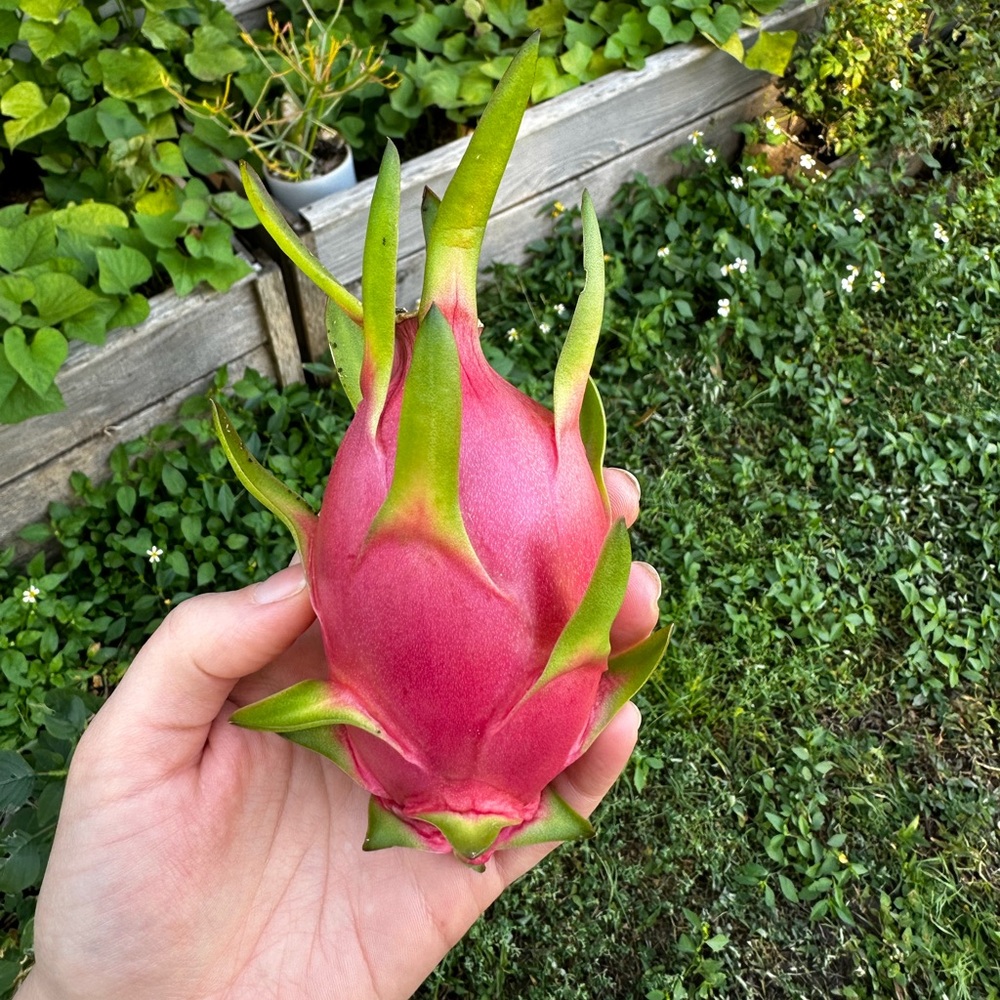 Dragon fruit pitaya cuttings